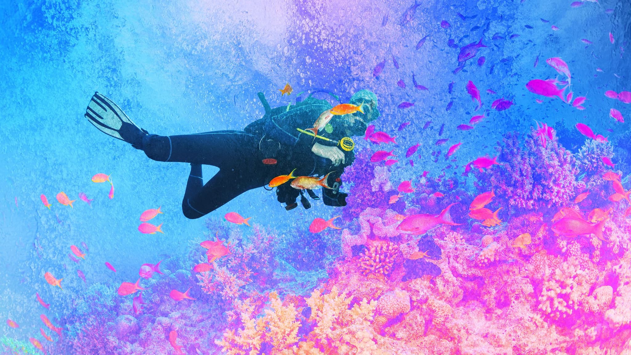 Manta Ray Diving Palau: Experience Graceful Giants Up Close